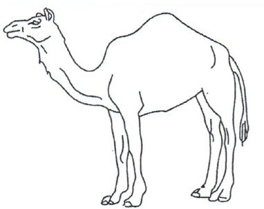 Naming stimulus 3